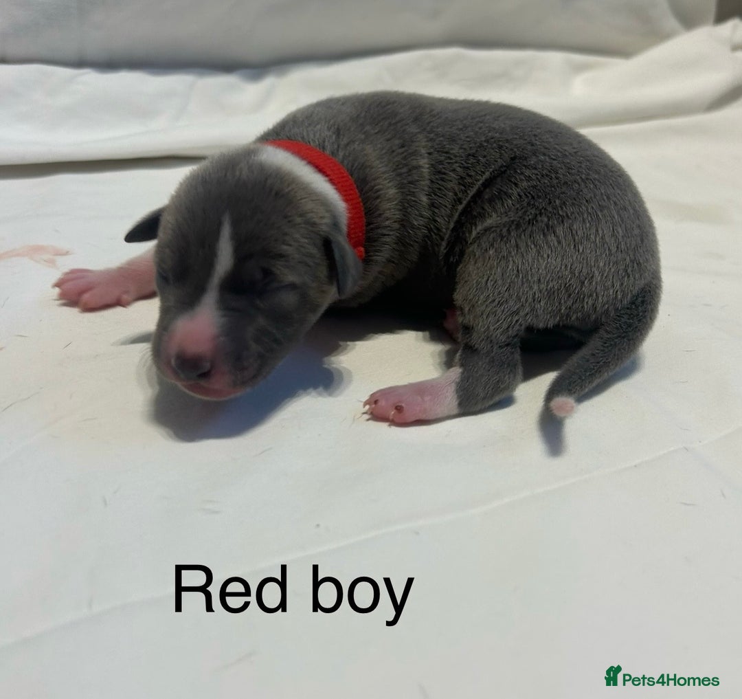 Whippet dogs for sale: Stunning KC whippet puppies  - Image 12