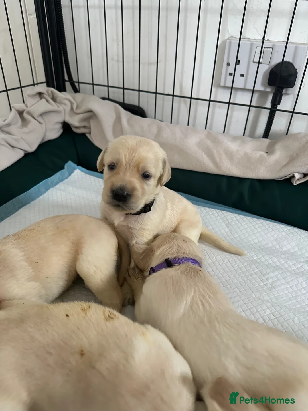 Mixed Breed dogs for sale: Labradoodles Pups  - Advert 2