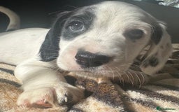 Mixed Breed dogs for sale: Patterdale X cocker spaniel  - Image 8