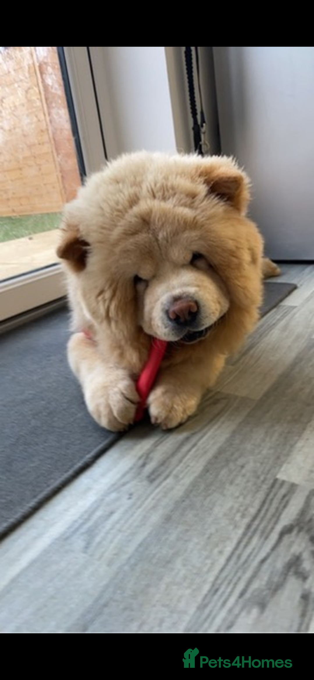 Chow Chow dogs for stud: Cream chow chow Stud  - Image 7