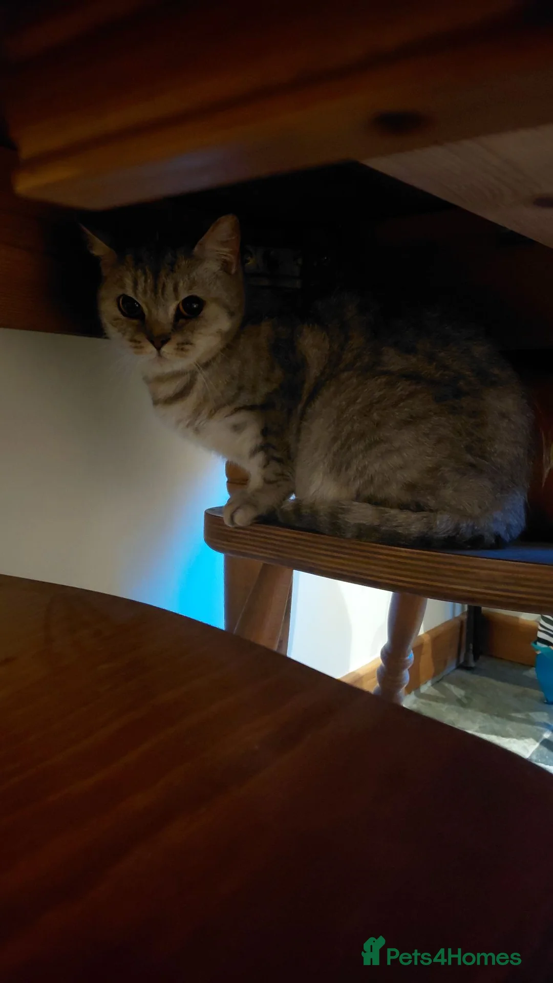 British Shorthair cats for sale: British short hair for rehoming ASAP  - Advert 2
