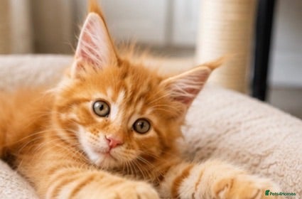Maine Coon cats 1 Boy 1 Girl Rare TICA Active Maine Coon Kittens - Advert 2