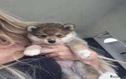 Siberian Husky dogs for sale: Genuine toy pomsky female  - Image 5