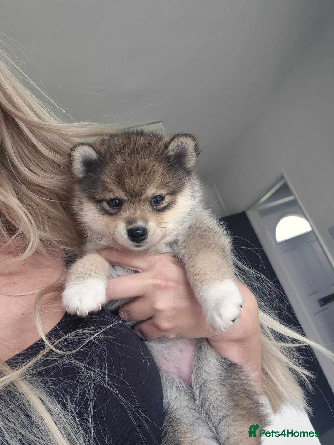 Siberian Husky dogs for sale: Genuine toy pomsky female  - Image 5