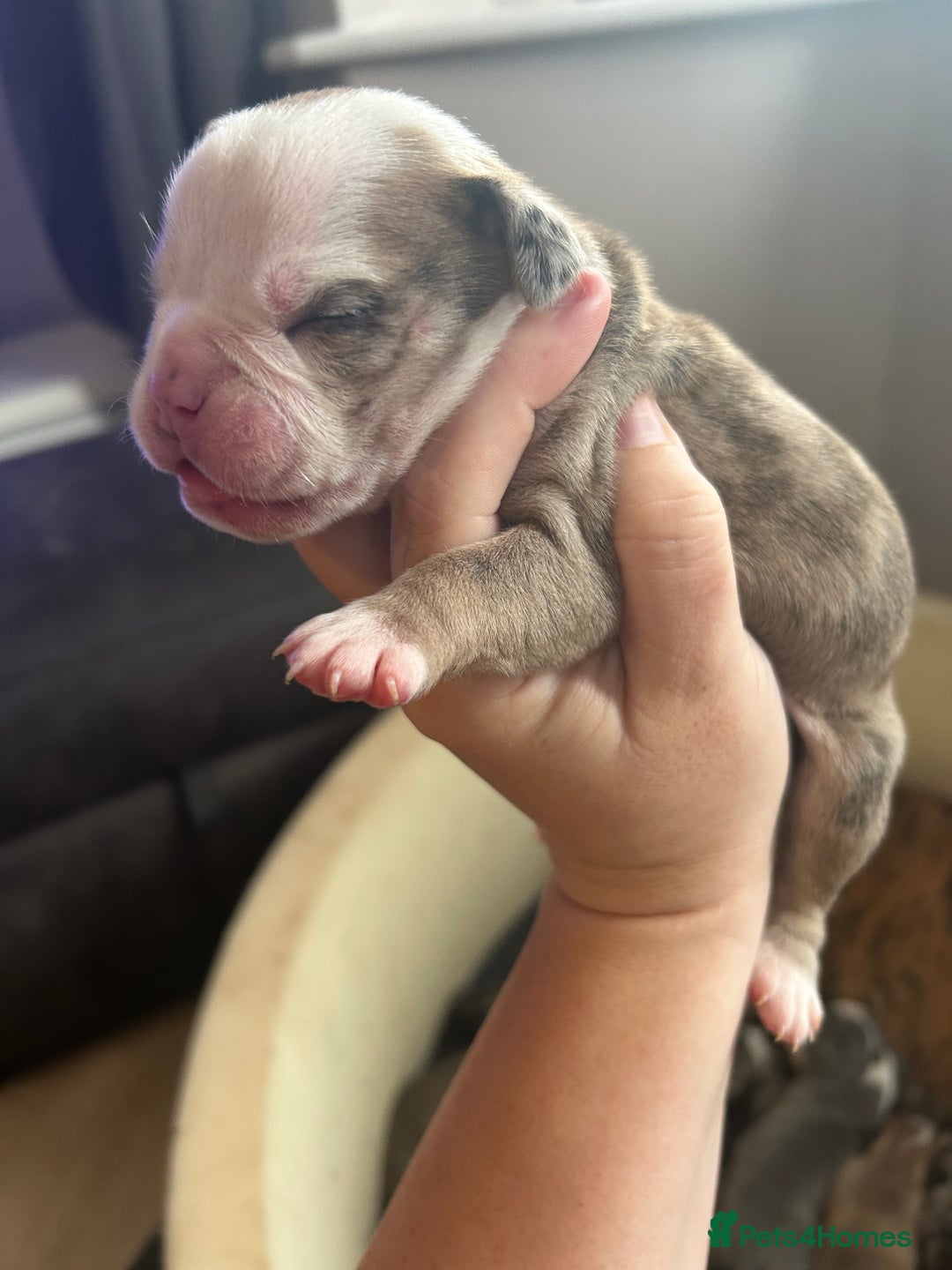 Old Tyme Bulldog dogs for sale: Beautiful old tyme bulldogs  - Image 9