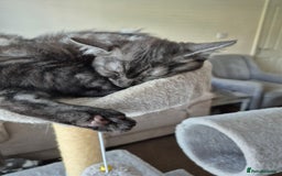 British Shorthair cats for sale: Black Short Haired Tabby Cross Breed Kitten - Image 2