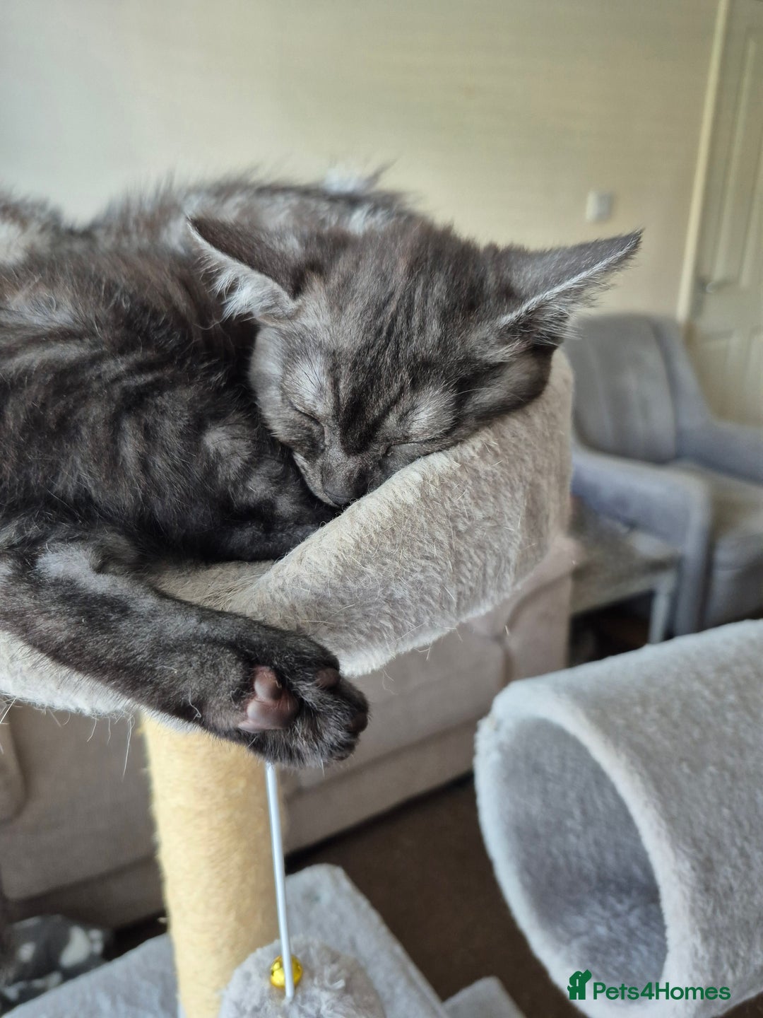 British Shorthair cats for sale: Black Short Haired Tabby Cross Breed Kitten - Image 2
