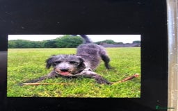 Mixed Breed dogs for sale: BEDDIPOO pups 1/2 bedlington 1/2 poodle  - Image 12