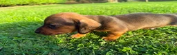 Miniature Dachshund dogs for sale: Miniature Dachshund Puppies - Advert 11