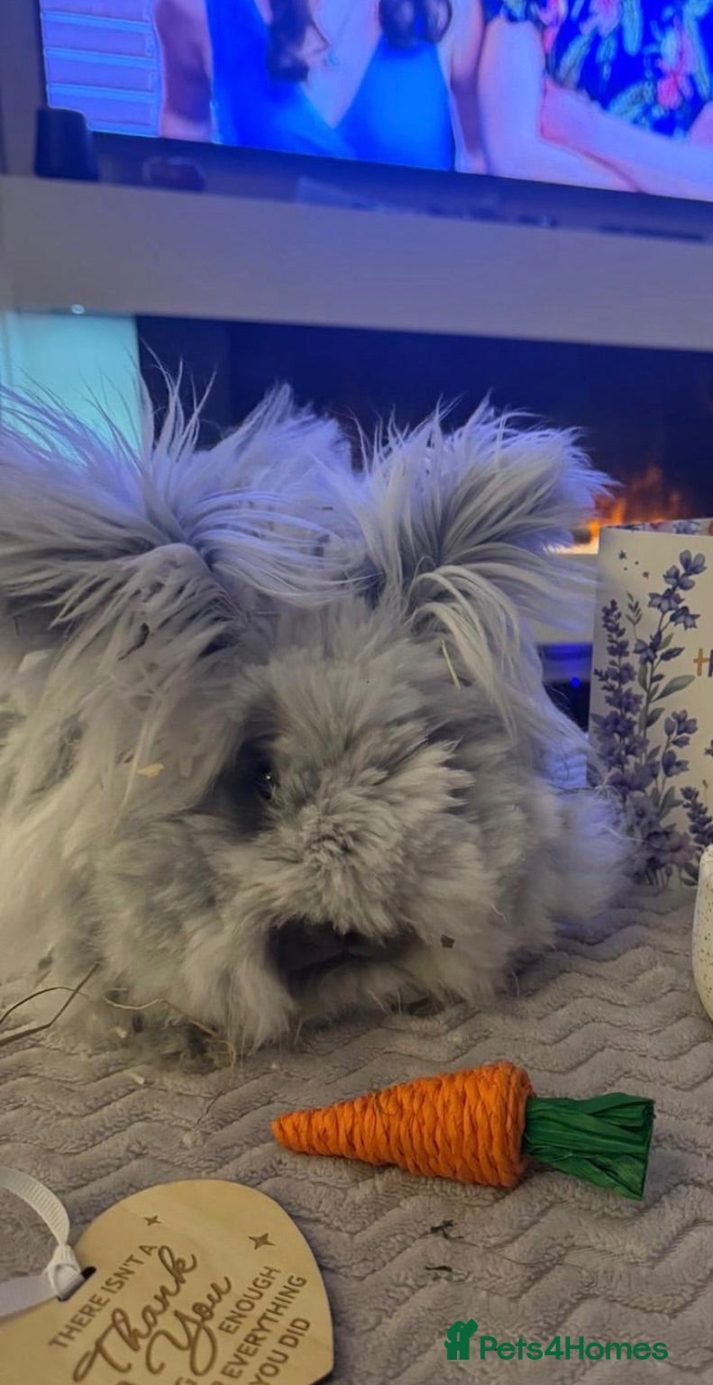 Angora rabbits Full faced Angora babies  - Advert 10