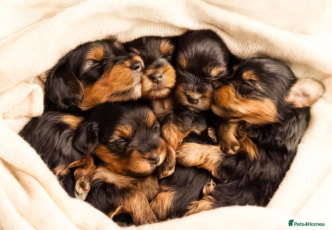 Yorkshire Terrier dogs for sale: Adorable Yorkshire terrier puppies  - Image 2