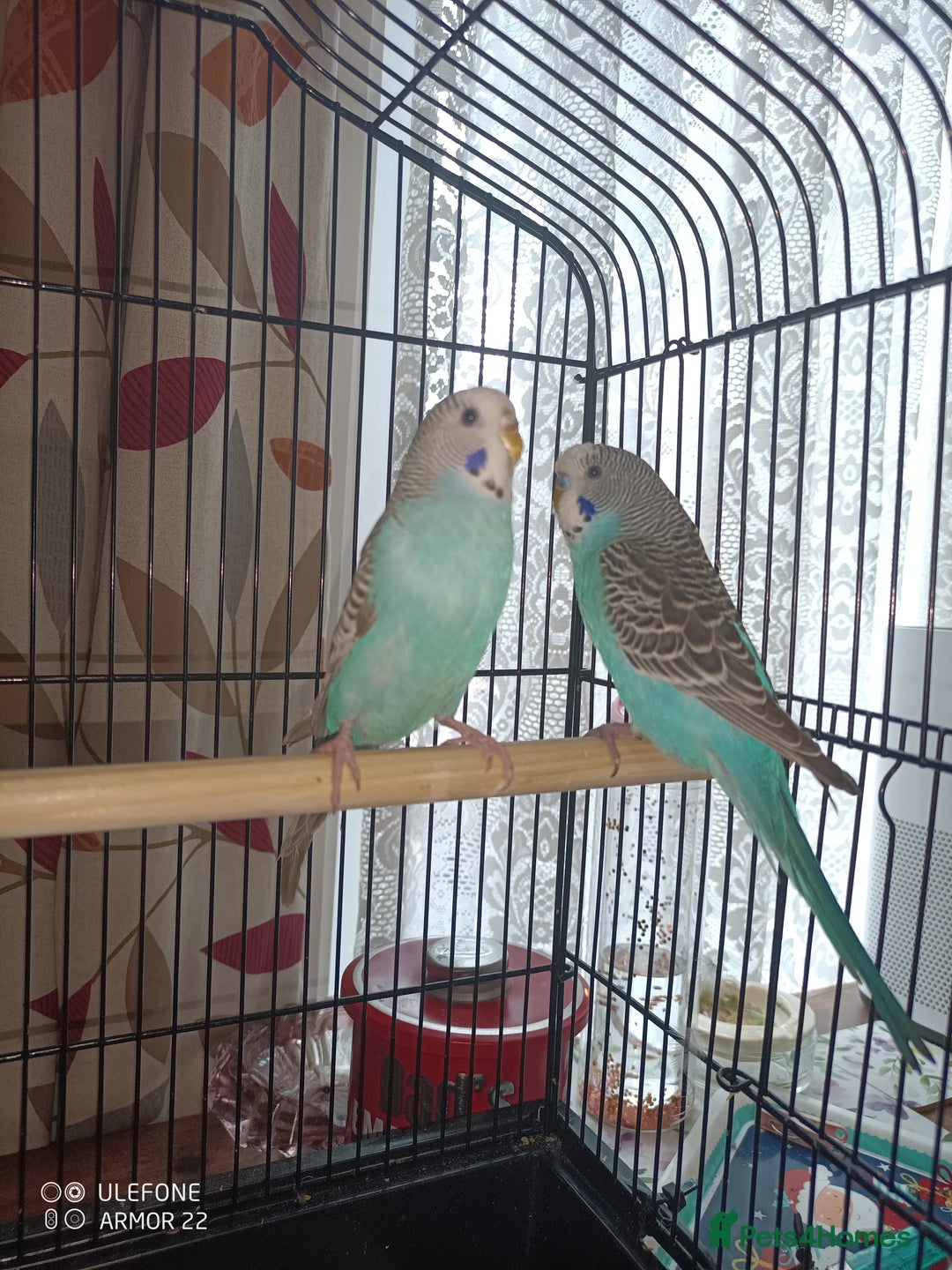 Budgerigars birds for sale: Male and female budgies  - Image 2