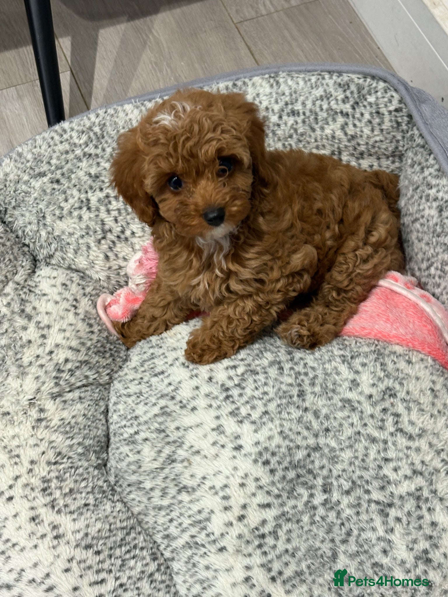 Cavapoo dogs extensively health tested toy Cavapoos READY NOW - Advert 2