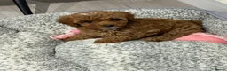 Cavapoo dogs for sale: TOY CAVAPOO GIRL. Health tested and training begun - Advert 11