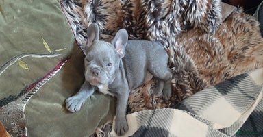 French Bulldog dogs - Advert 16