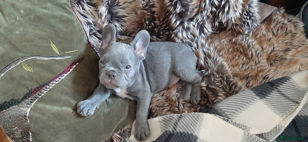 French Bulldog dogs for sale: . ffrench micro bull terrier puppy.14 weeksksks  - Image 3