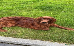 Irish Setter dogs for sale: Irish Red Setter - Image 5