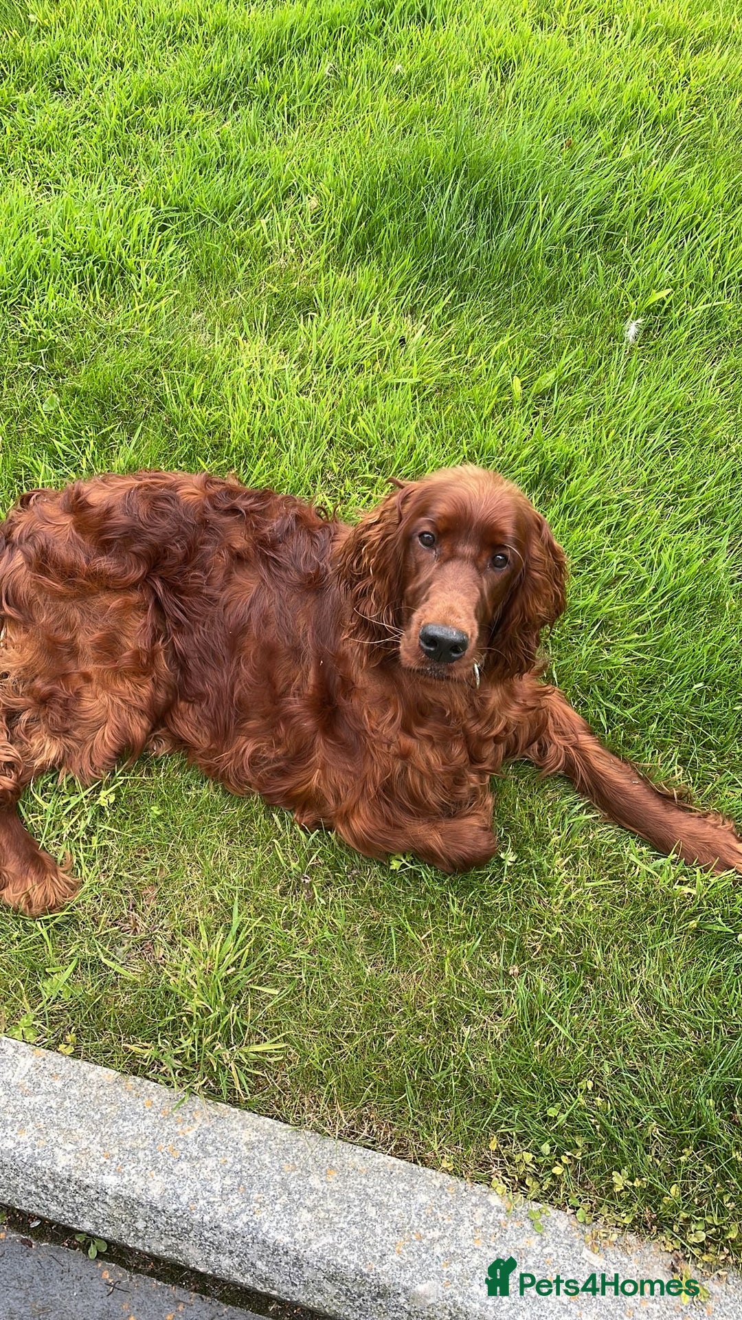 Irish Setter dogs for sale: Irish Red Setter - Image 5