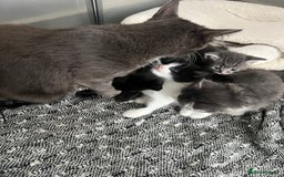 Mixed Breed cats for sale: Beautiful kittens - Image 7