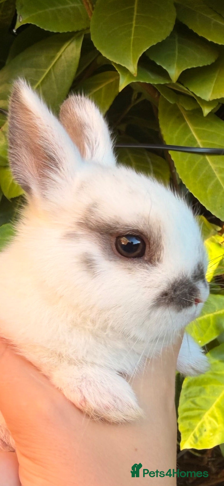Netherland Dwarf rabbits Purebred Netherland Dwarf - Advert 2