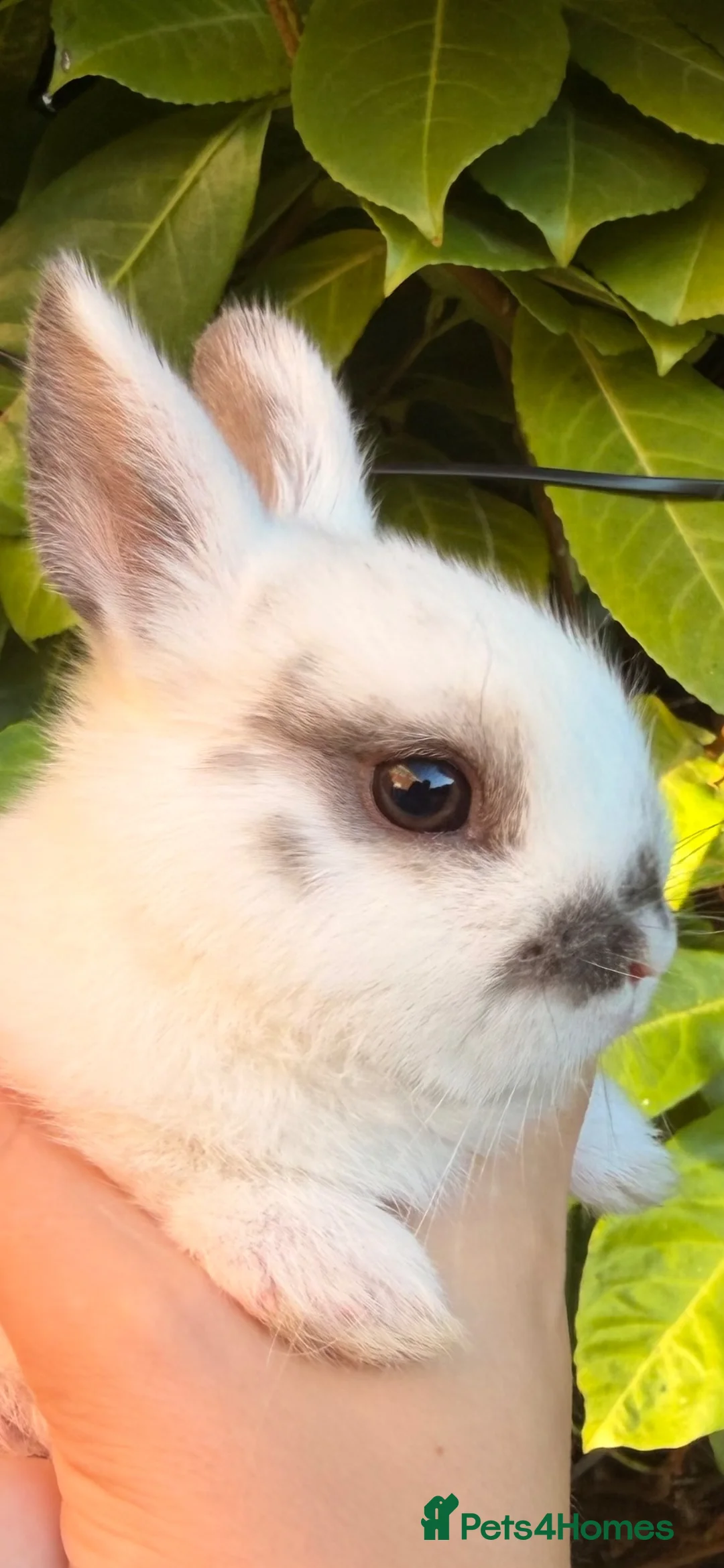 Netherland Dwarf rabbits for sale: Purebred Netherland Dwarf - Advert 2