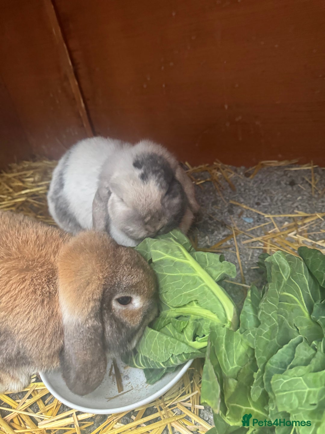 English Lop rabbits for sale: Two female bunnies  - Advert 2