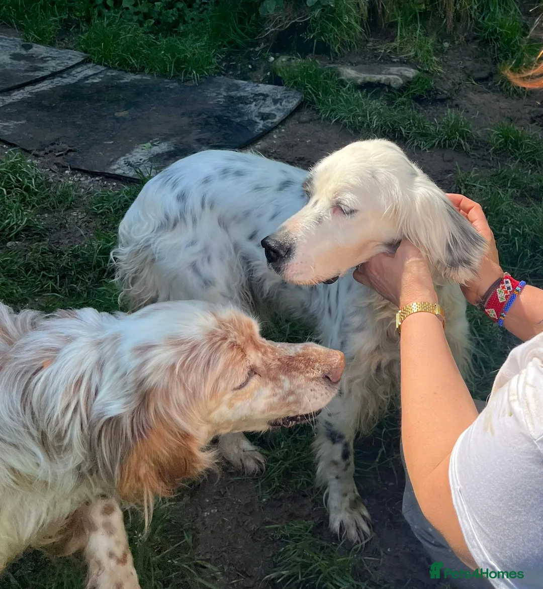 English Setter dogs for adoption: Dora   in Warrington - Advert 12