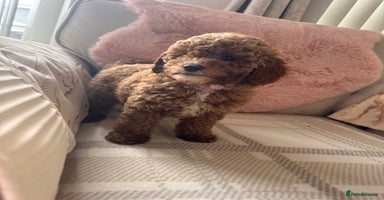 Cavapoo dogs - Advert 6