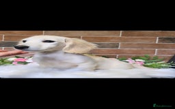 Miniature Dachshund dogs for sale: Stunning Cream Miniature Dachshund boy  - Image 1