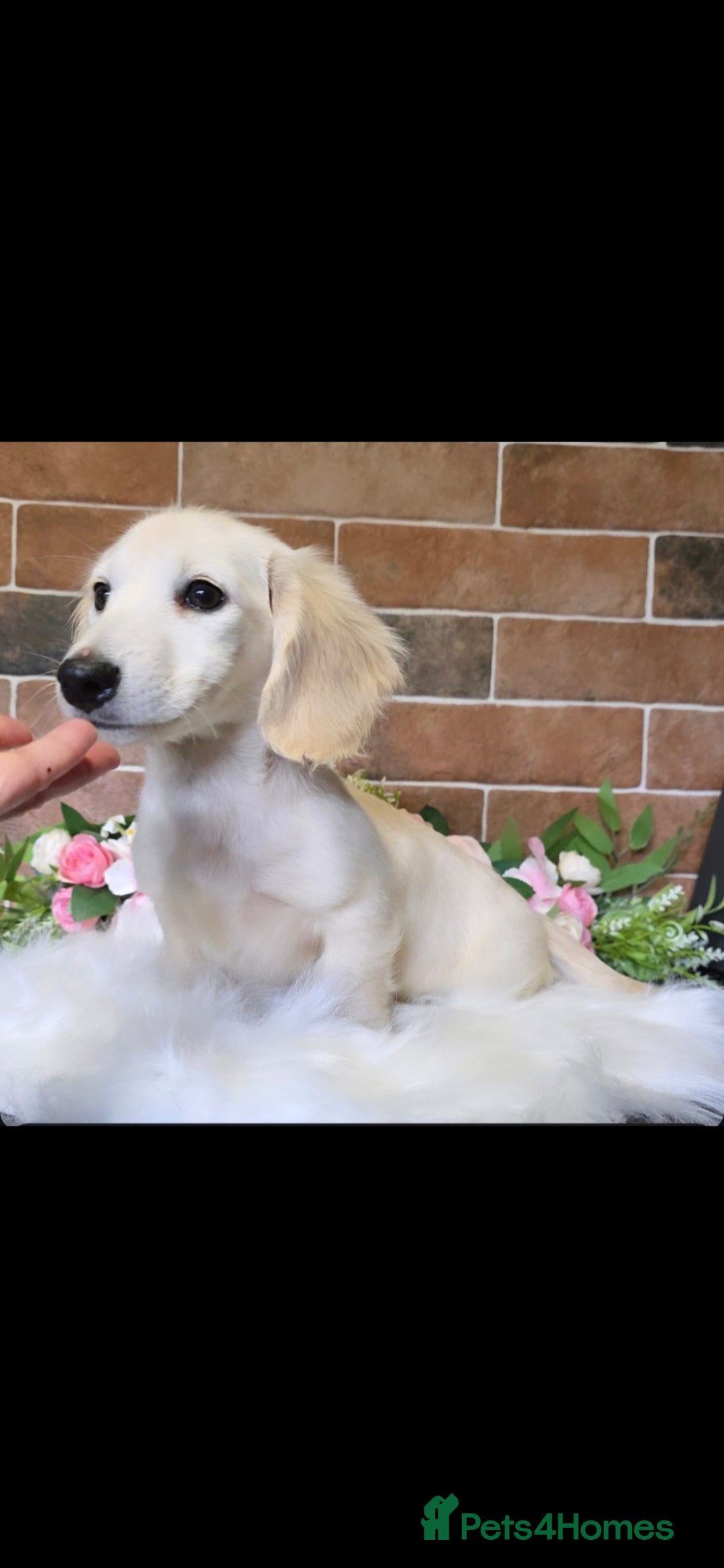 Miniature Dachshund dogs for sale: Stunning Cream Miniature Dachshund boy  - Image 1