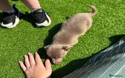 Jack Russell dogs for sale: Miniature Jack Russell puppies Ready to leave in Gillingham - Image 35