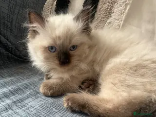 Ragdoll cats FEMALE ragdoll kitten - Advert 9