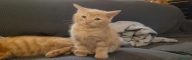 Light ginger boy