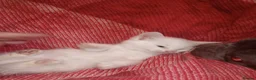 Mixed Breed cats for sale: 5 gorgeous playful male kittens,  in Llanybydder - Advert 3