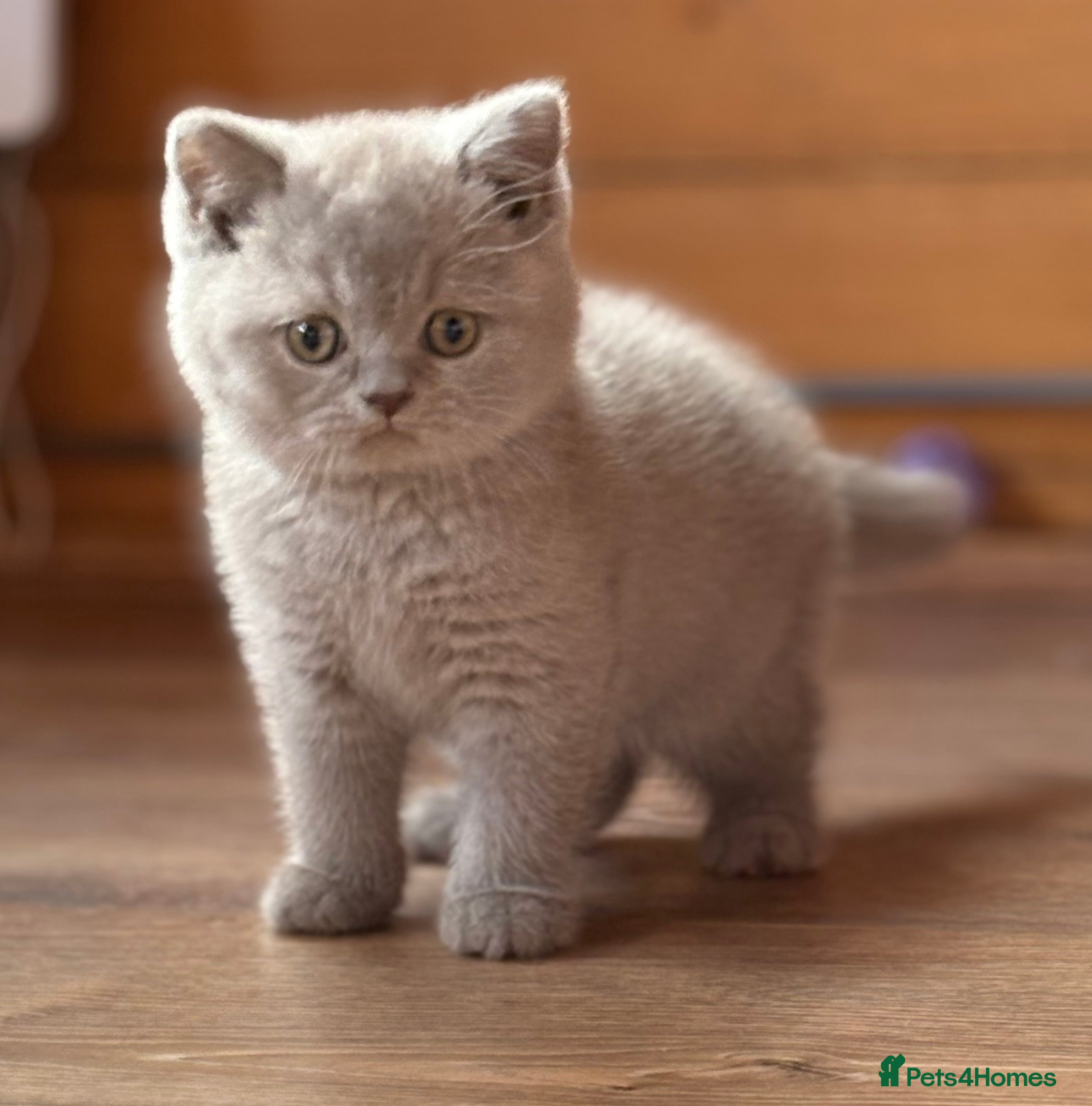 British Shorthair cats for sale: British Shorthair Boy - Advert 4
