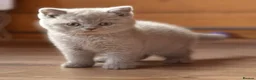 British Shorthair cats for sale: British Shorthair Boy - Advert 1