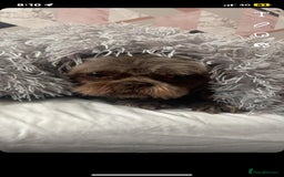 Shih Tzu dogs for stud: KC Karashishi Imperial Chocolate/Lavender Stud in Derby - Image 17