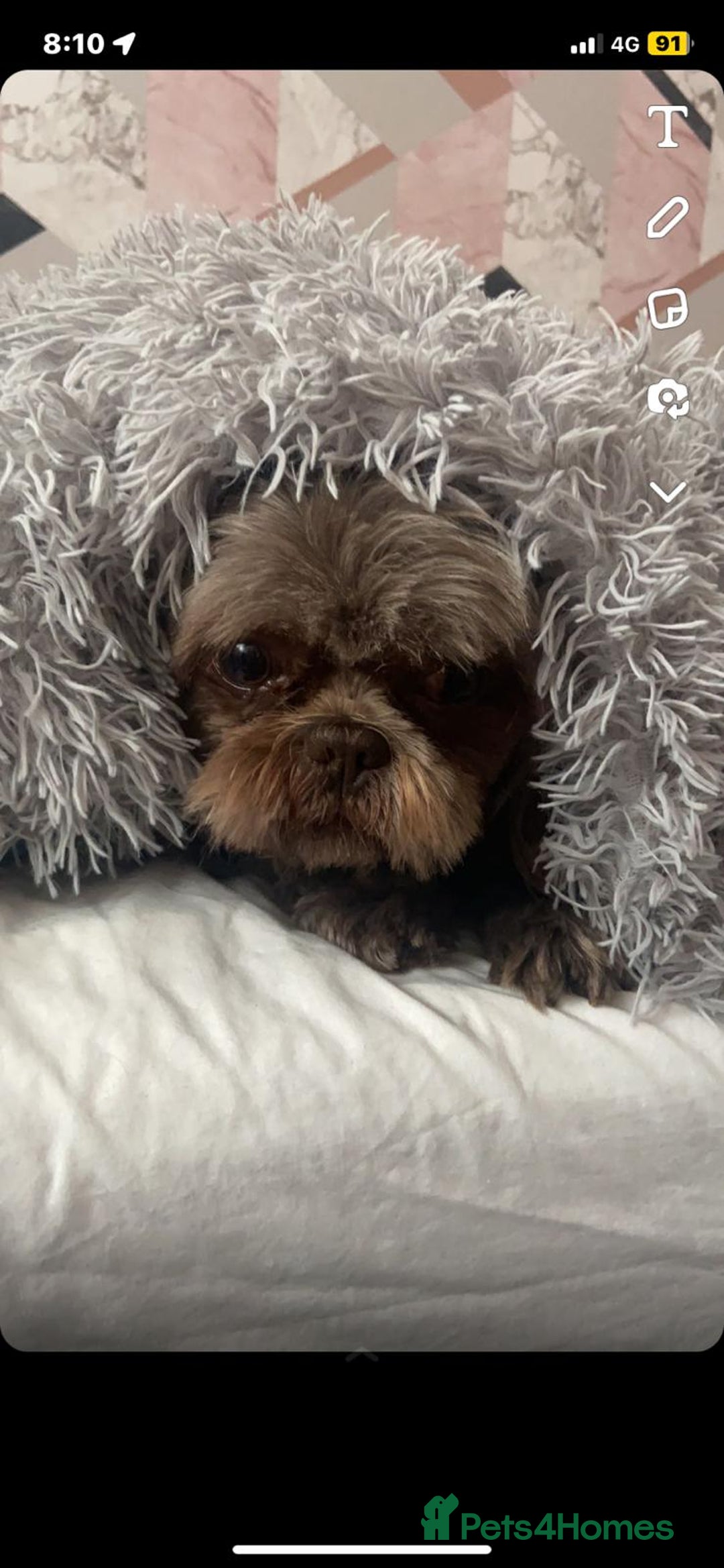 Shih Tzu dogs for stud: KC Karashishi Imperial Chocolate/Lavender Stud in Derby - Image 17