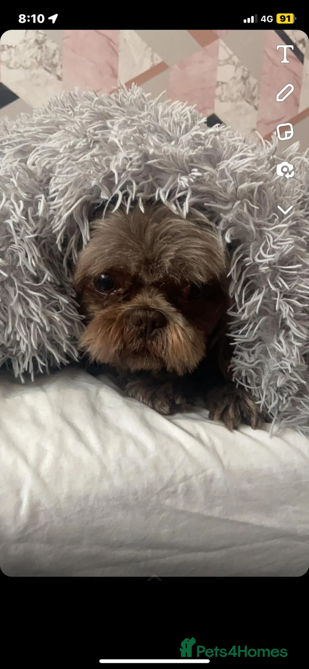 Shih Tzu dogs for stud: KC Karashishi Imperial Chocolate/Lavender Stud in Derby - Advert 20