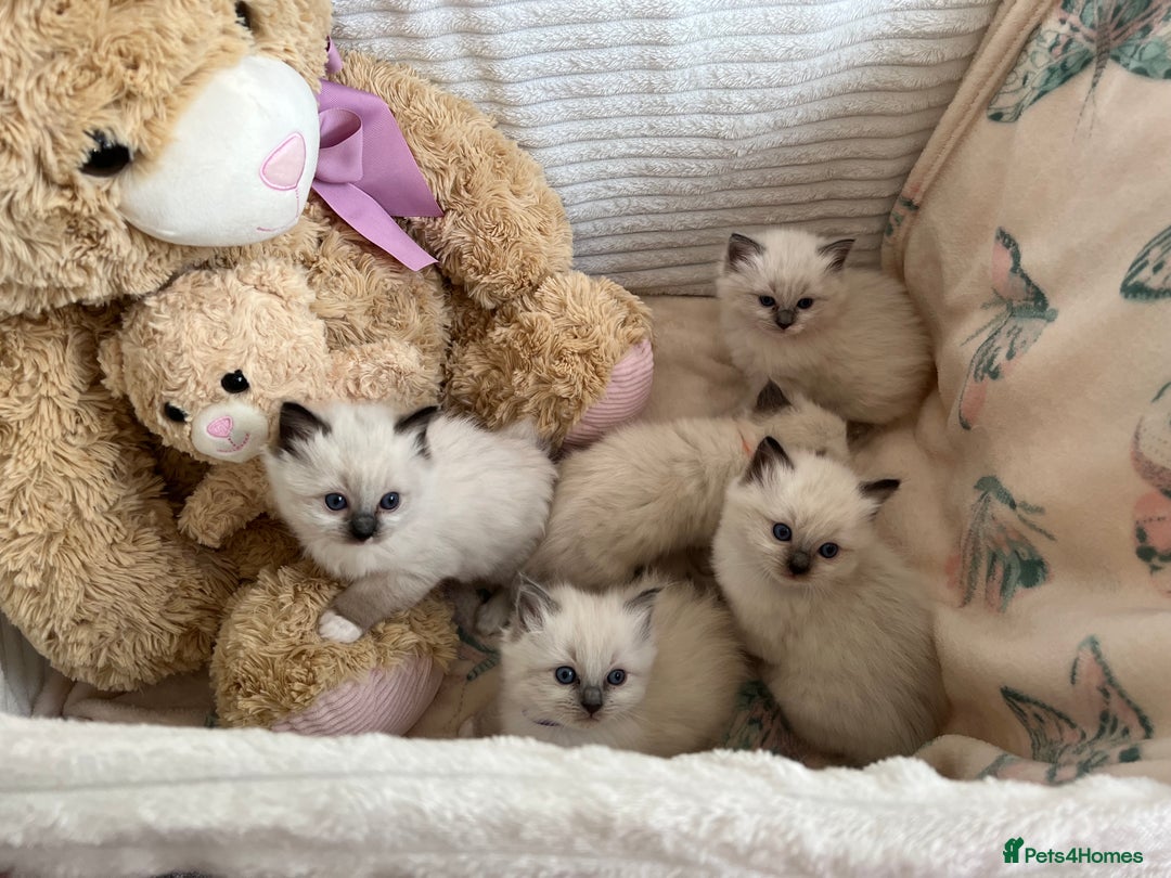 Ragdoll cats for sale: Seal Mitted Ragdoll babies, 4 girls 1 boy - Image 4