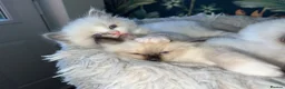 Ragdoll cats for sale: Beautiful Quality Chunky Ragdoll Babies  - Advert 6