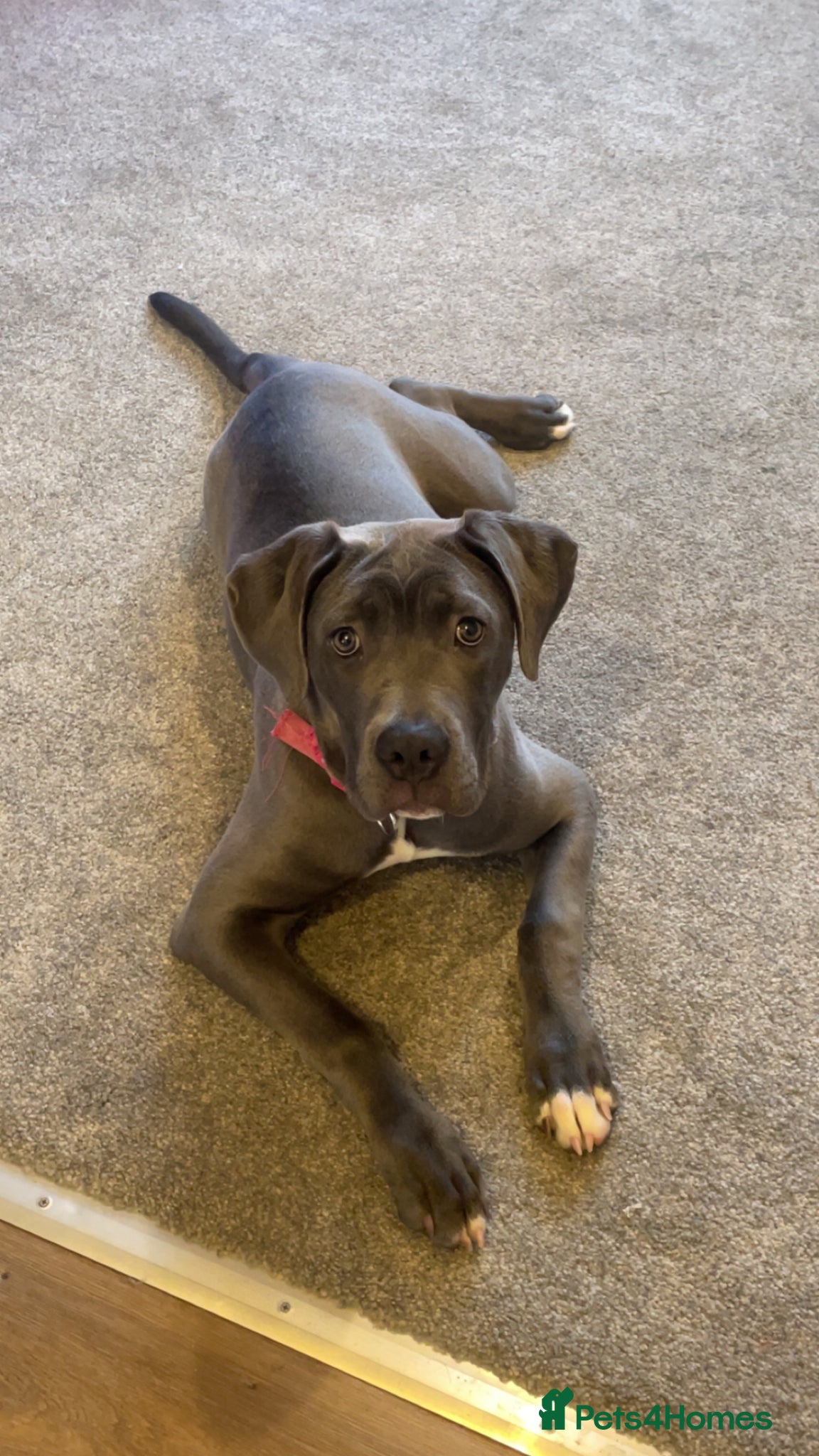 Cane Corso dogs Blue cane corso female  - Advert 1