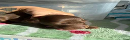 Miniature Dachshund dogs for sale: Beautiful KC reg long haired miniature dachshunds  in Portsmouth - Advert 6