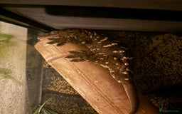 Gecko reptiles for sale: 4 Year Old Male Leachi For Sale  - Image 2