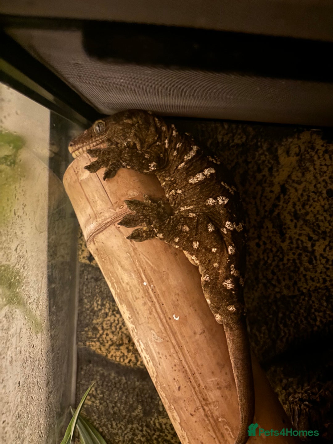 Gecko reptiles for sale: 4 Year Old Male Leachi For Sale  - Image 2