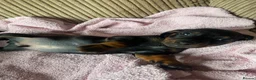 Miniature Dachshund dogs for sale: Mini dachshund puppies  in Dalkeith - Advert 15