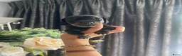 Dachshund dogs for sale: 3 dachshund puppies  - Advert 5