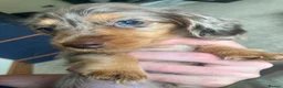 Miniature Dachshund dogs for sale: Chocolate&Cream Champion Long hair mini dachshund  - Advert 6