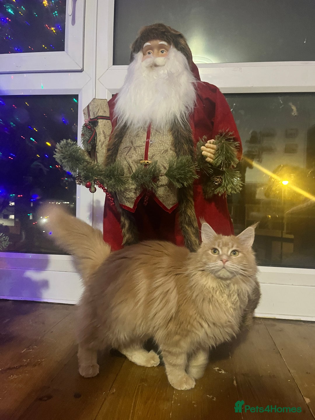 Maine Coon cats for sale: 2 boys (PET ONLY) - Advert 9