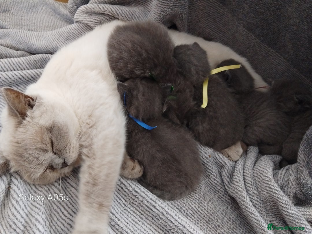 British Shorthair cats for sale: Blue British sorthair kittens available - Image 7